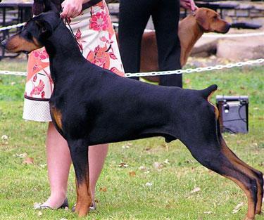 Doberman Pinscher Puppies for Sale